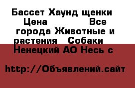 Бассет Хаунд щенки › Цена ­ 20 000 - Все города Животные и растения » Собаки   . Ненецкий АО,Несь с.